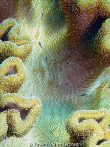 Tiny fry in the safety of a leather coral, Wakatobi Marin... by Pauline Walsh Jacobson 